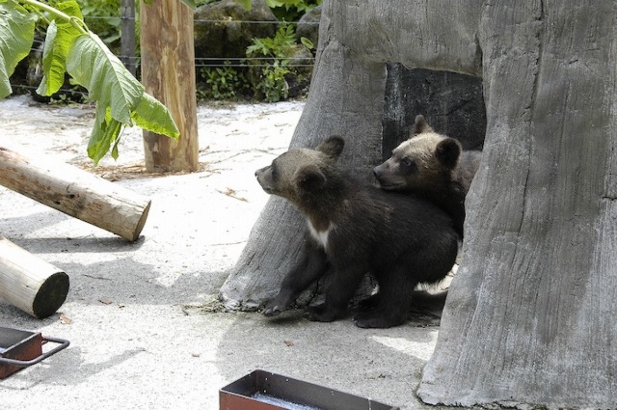 登別棕熊牧場