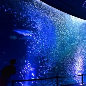 名古屋親子景點 3：名古屋港水族館